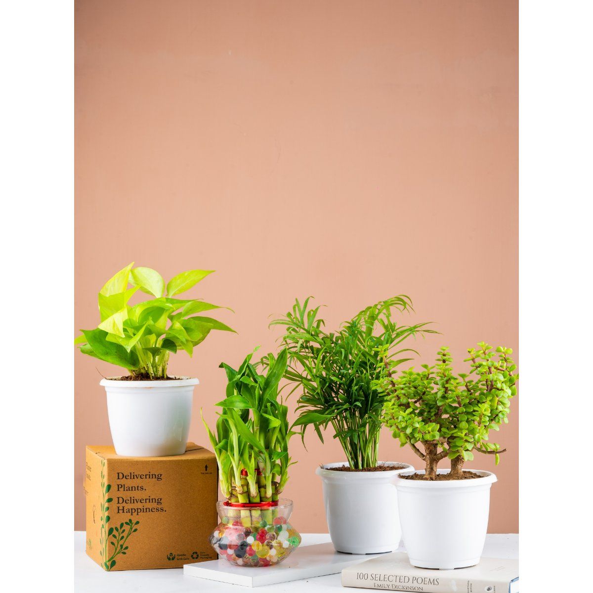 Nurturing Green Combo Of Palm Jade Bamboo And Money Plant Gold Buy