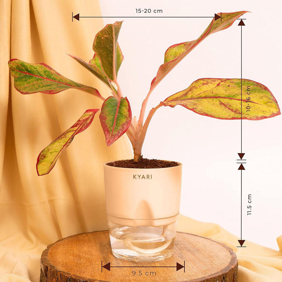 Buy Kyari Cream Aglaonema Lipstick Plant With Pot Online