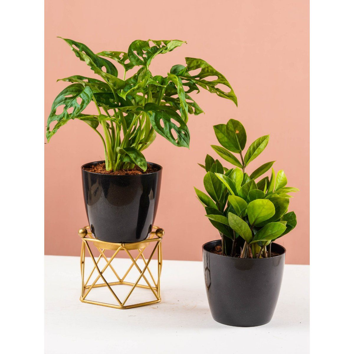 Buy Nurturing Green Combo Of Zz And Broken Heart Monstera Plant In