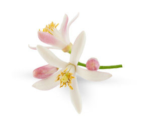 Enchanteur, Fine French Fragrances That Inspire Romance! - 11