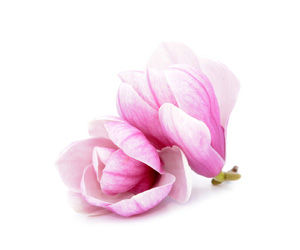 Enchanteur, Fine French Fragrances That Inspire Romance! - 12