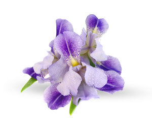 Enchanteur, Fine French Fragrances That Inspire Romance! - 9