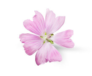 Enchanteur, Fine French Fragrances That Inspire Romance! - 10