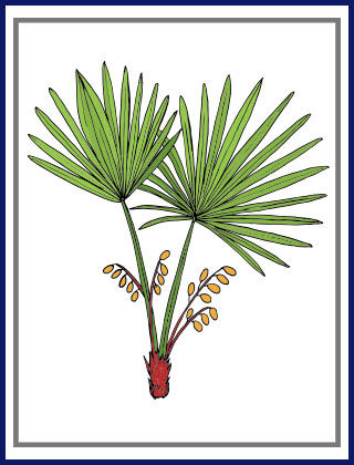 Six Herbs Every Man Needs - 6