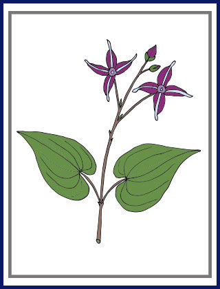 Six Herbs Every Man Needs - 8