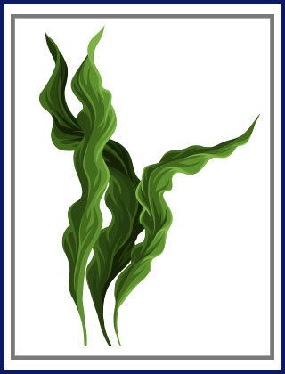 Six Herbs Every Man Needs - 12