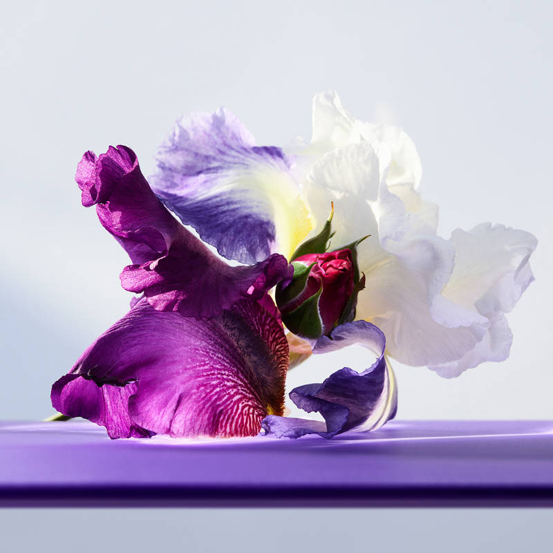 BVLGARI Omnia Amethyste Eau de Toilette For Her - view 29