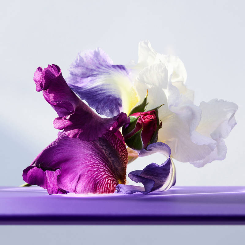 BVLGARI Omnia Amethyste Eau de Toilette For Her - view 13