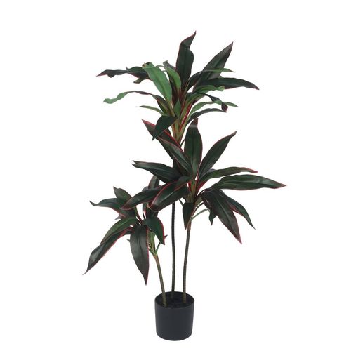 dracena surculosa florida beauty Dracaena surculosa 'Florida Beauty' – Densely Spotted Dracaena