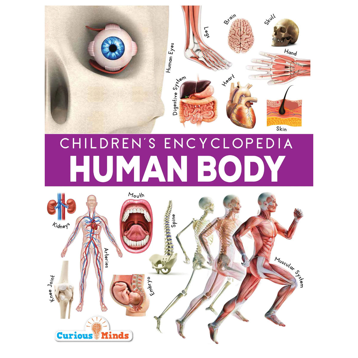 Pegasus Human Body Children's Encyclopaedia Book (8-9 Years): Buy ...