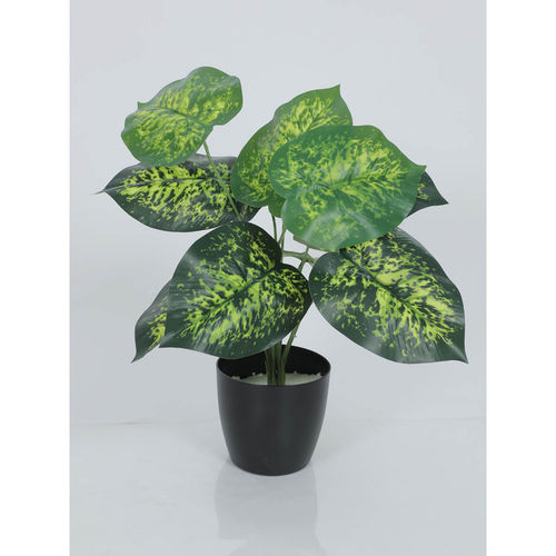 large peace lily plant Peace Lily (Spathiphyllum)