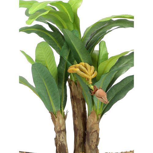large indoor potted plants for sale Benjamina Ficus