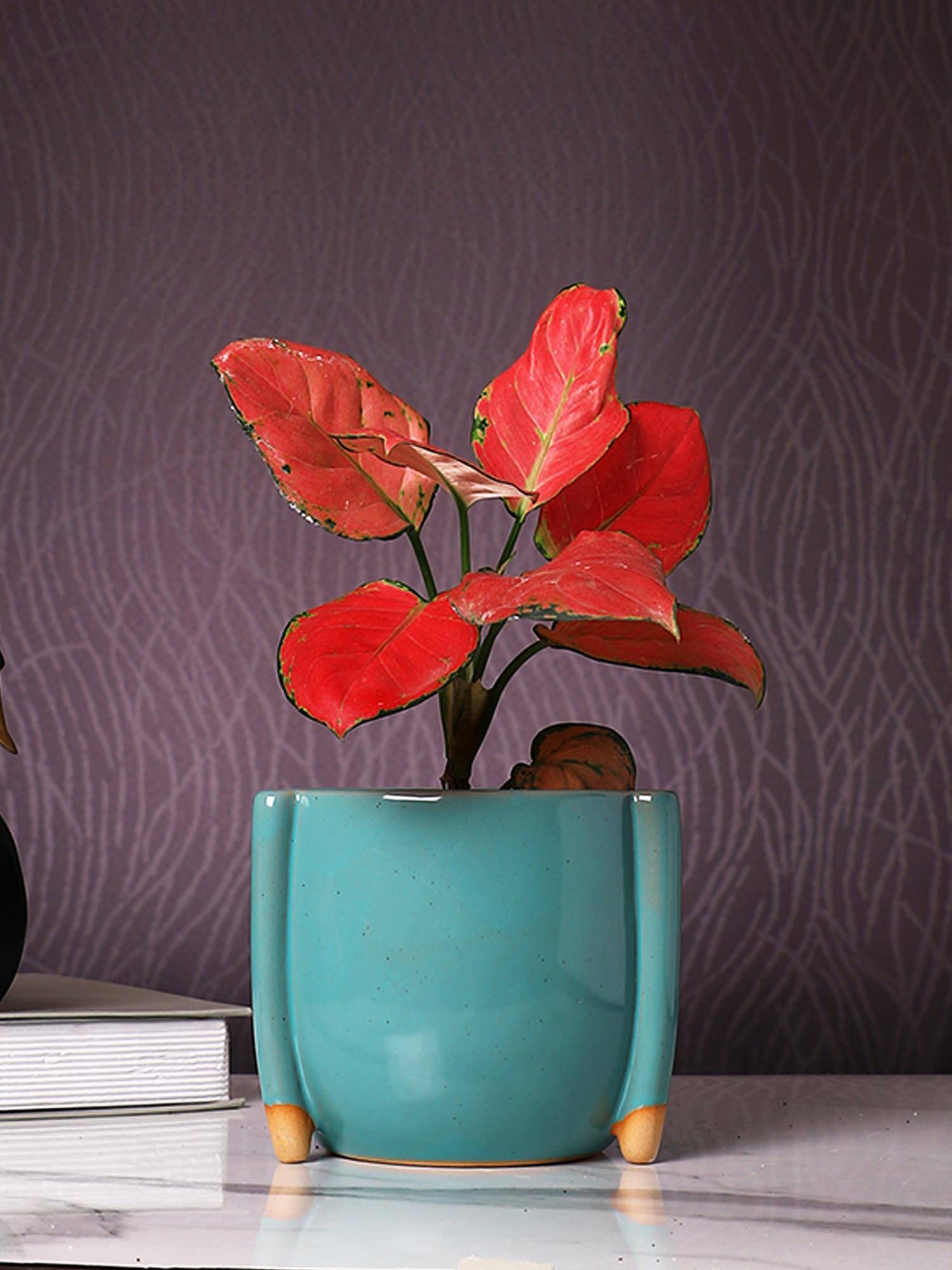 Tayhaa Teal Breeze Solid Ceramic Planter