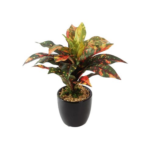 bonsai gehlze ProviPlant Bonsai-Dnger: Fr Indoor- & Outdoor Bonsai-Bume