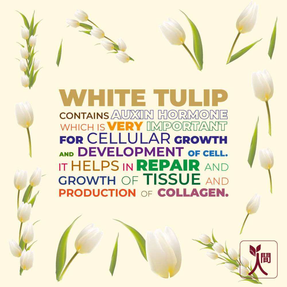 Ningen Diamond Bleach Cream + Activator White Tulip Buy Ningen