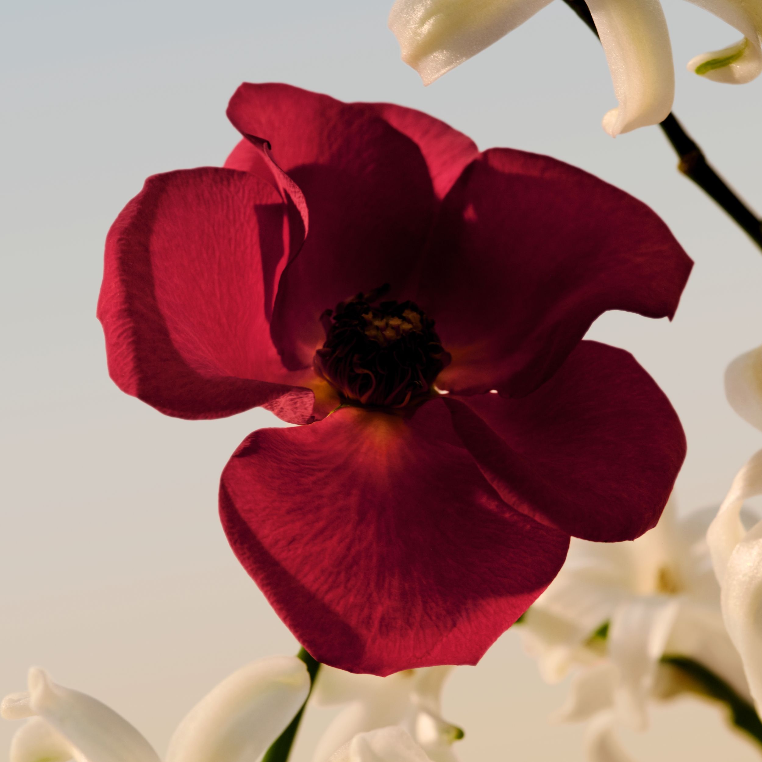 product image7