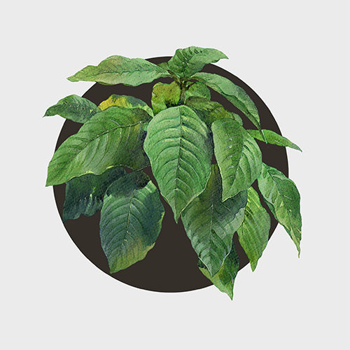 bio winter green spot