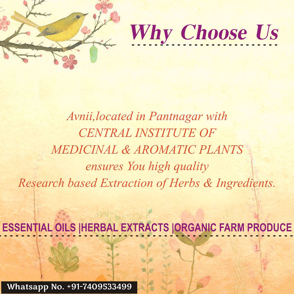 Avnii Organics Natural Lemon Grass Essential Oil Buy Avnii Organics