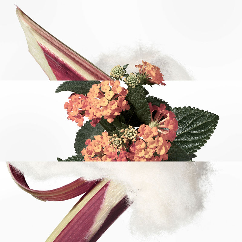 HERMES Eau de rhubarbe éclarate 200mL 41o+DoRRhfL._AC_UF350,