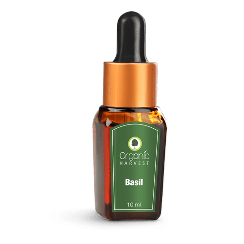 Buy Organic Harvest Basil Essential Oil Online