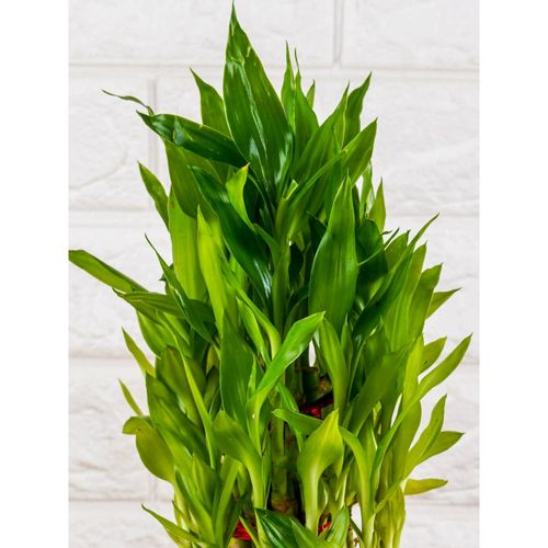Nurturing Green Lucky Bamboo Plant (3 Layer) in Ceramic Pot