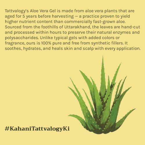 Buy Tattvalogy Aloe Vera Gel - 5 Year Aged, No Glycerine, Preservatives,  Color or Fragrance, Fights Acne Online