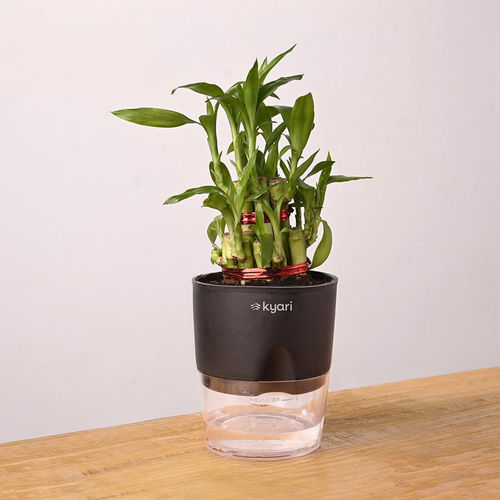 KYARI Black Lucky Bamboo Plant with Pot