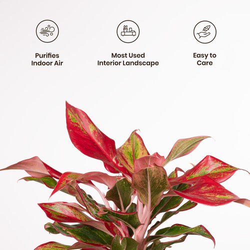 another name for philodendron Philodendron atabapoense