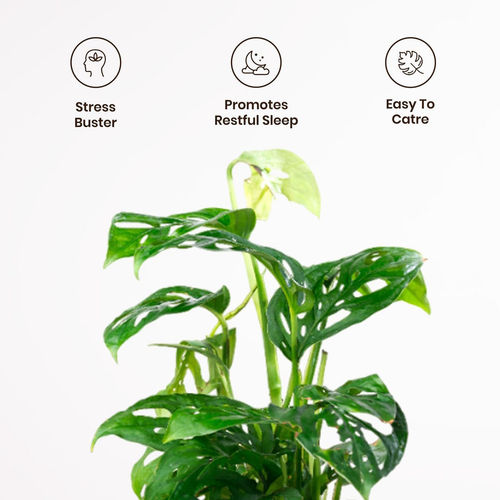 buy snake plant melbourne Sansevieria Superba Snake Plant | Low Maintenance Indoor main image 1
