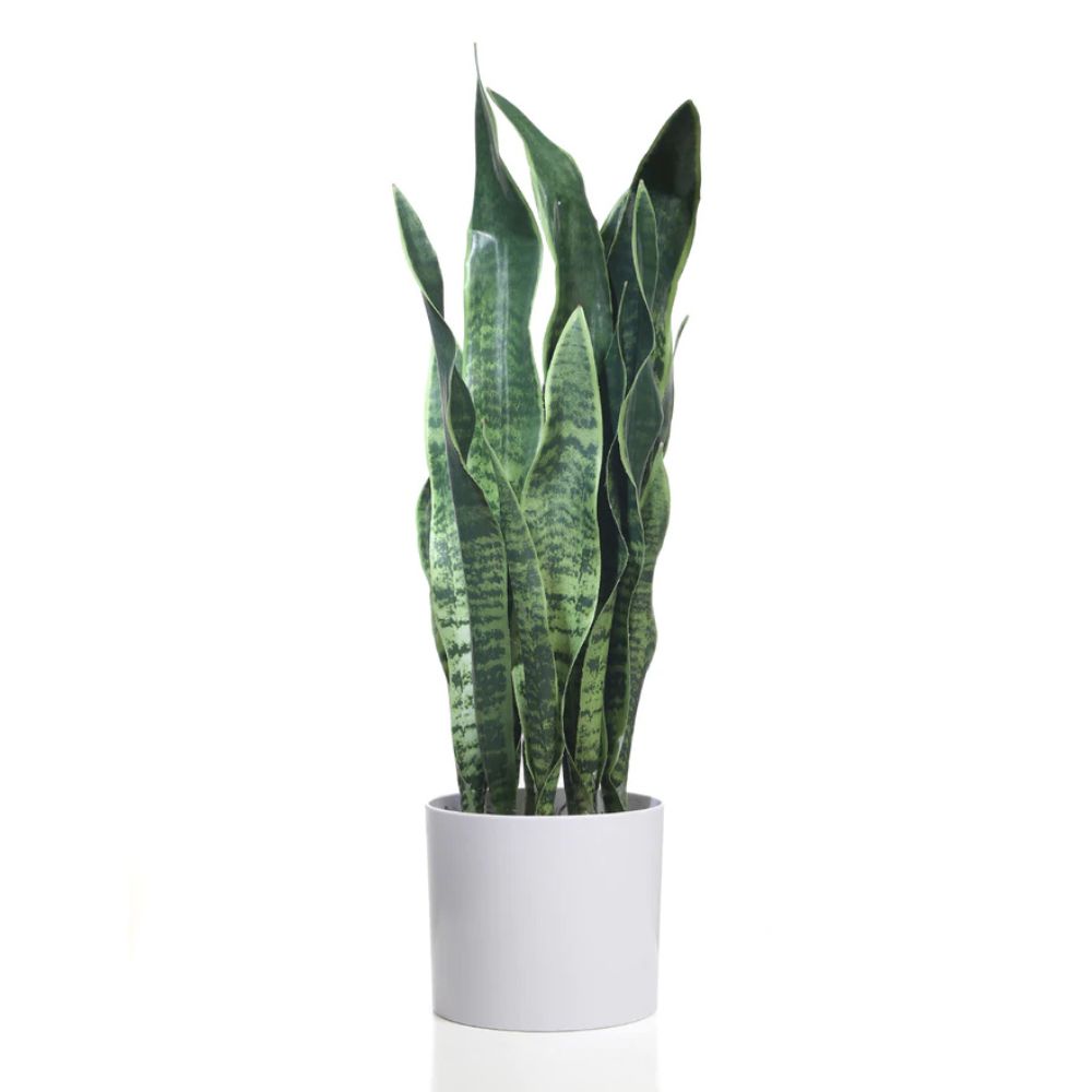 Fourwalls Artificial Sansevieria Snake Plant in a Plastic Pot Buy