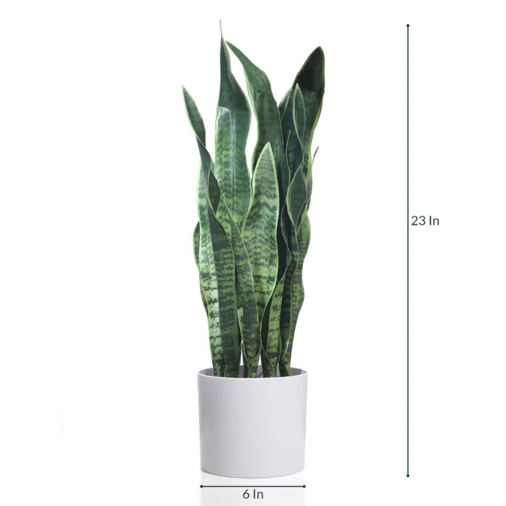 Fourwalls Artificial Sansevieria Snake Plant in a Plastic Pot Buy