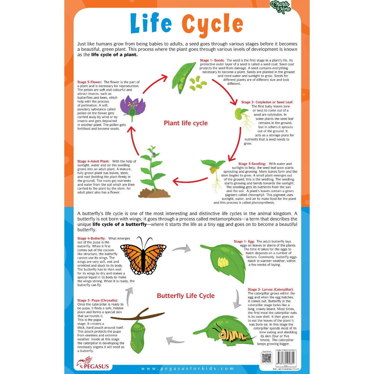 Pegasus Plant & Butterfly Life Cycle Chart Thick Laminated Chart: Buy ...