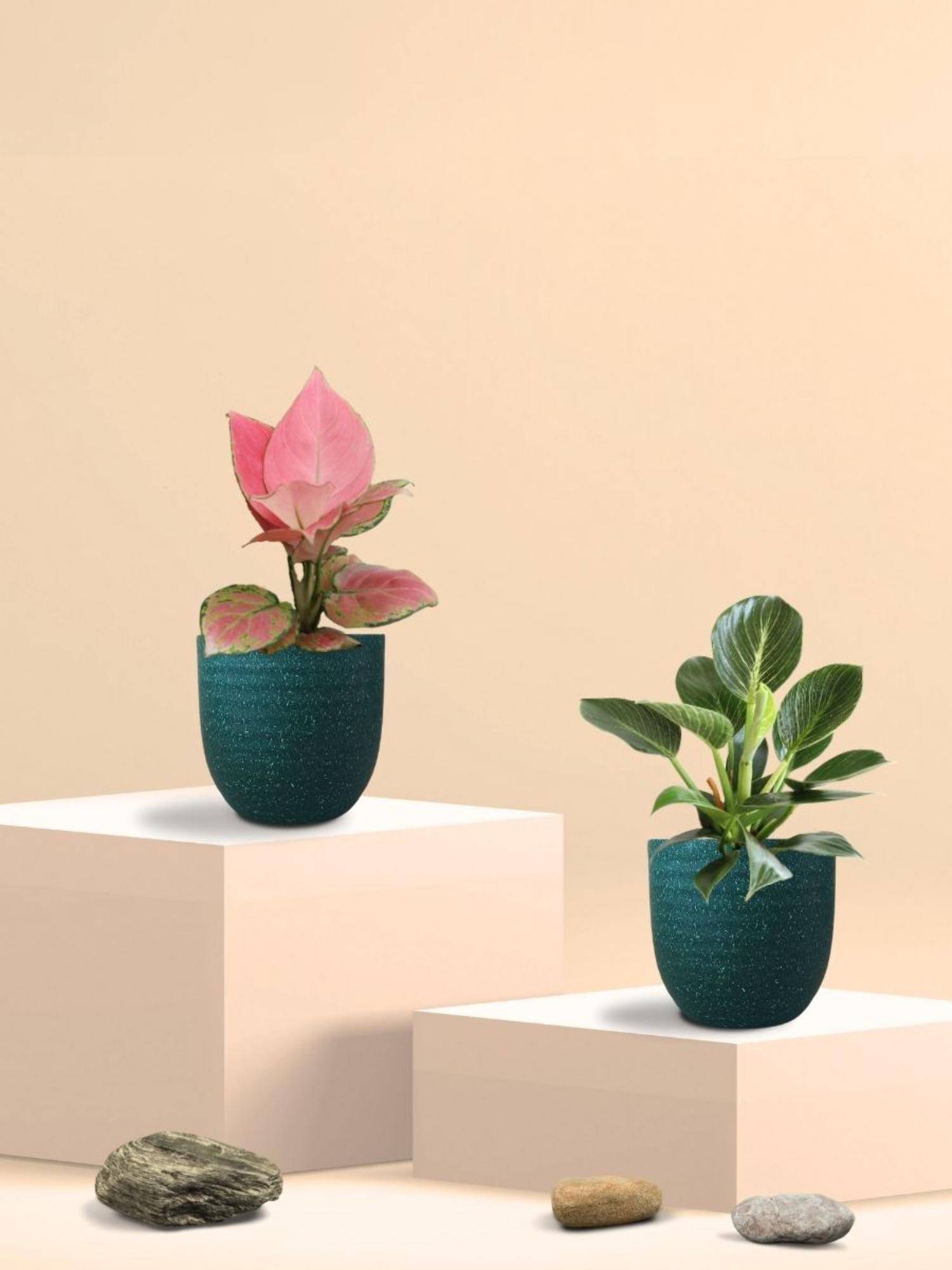 Greenkin Aglaonema Pink and Birkin Plants in Eco Pot (Pack of 2)