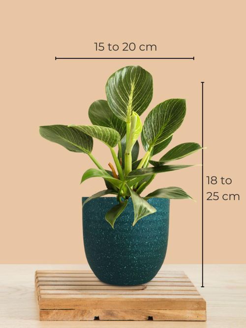 jade plant variegated Variegated Jade Plant for Sale | Succulents