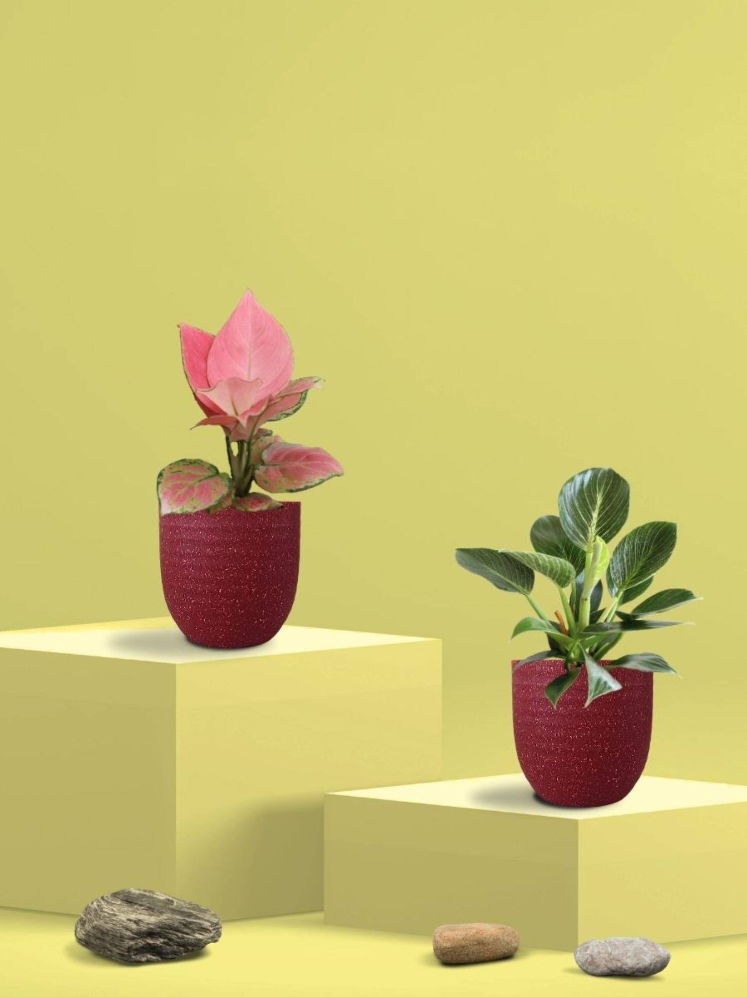 Greenkin Aglaonema Pink and Birkin Plants in Eco Pot (Pack of 2)