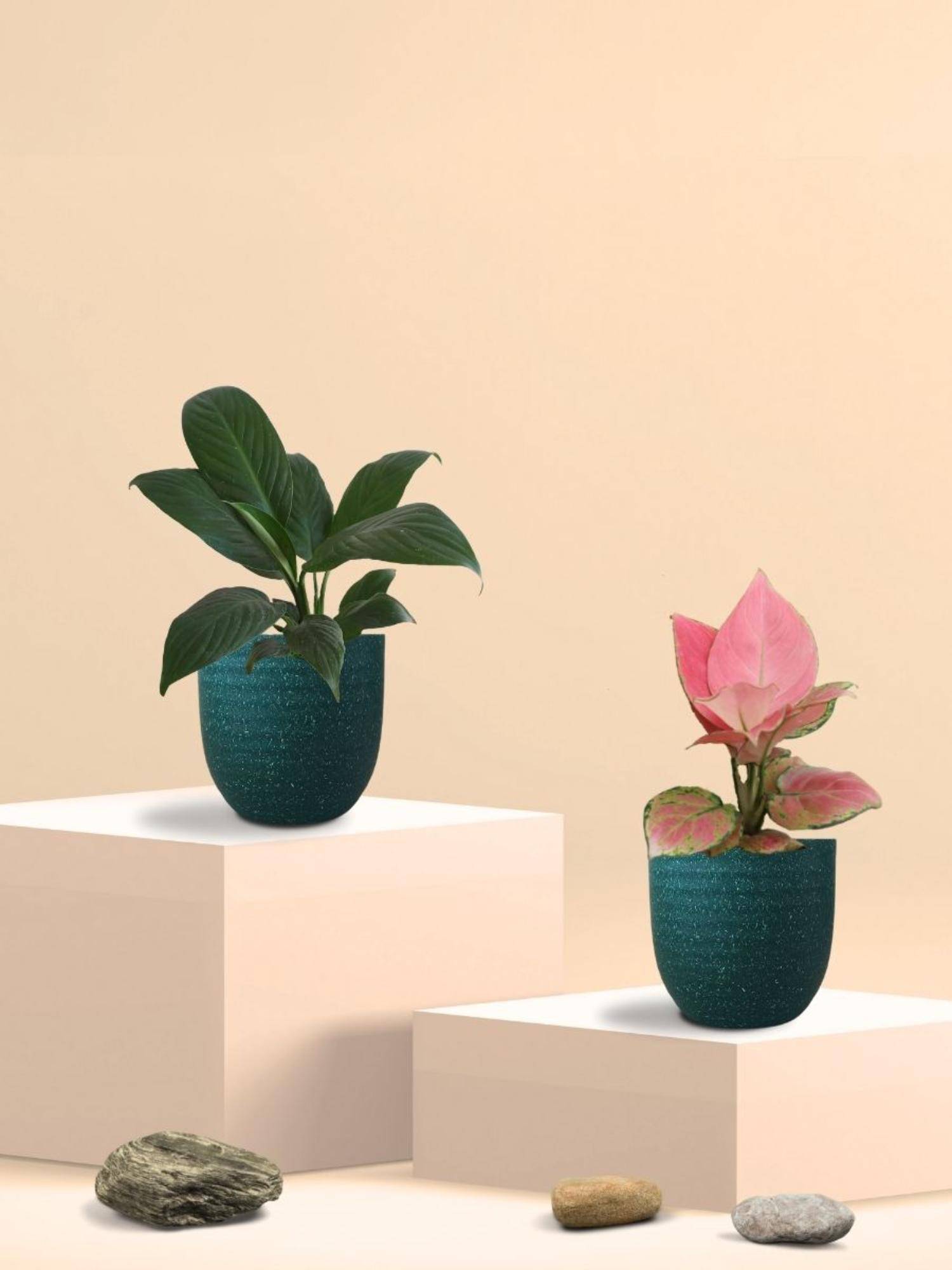 Greenkin Aglaonema Pink and Peace Lily Plants in Eco Pot (Pack of 2)