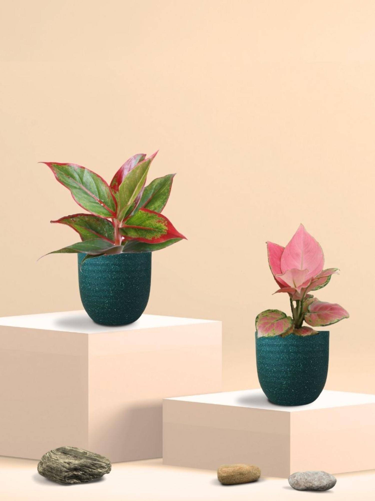 Greenkin Aglaonema Pink and Lipstick Plants in Eco Pot (Pack of 2)