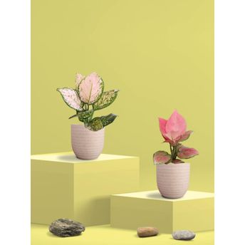 product-image-lens