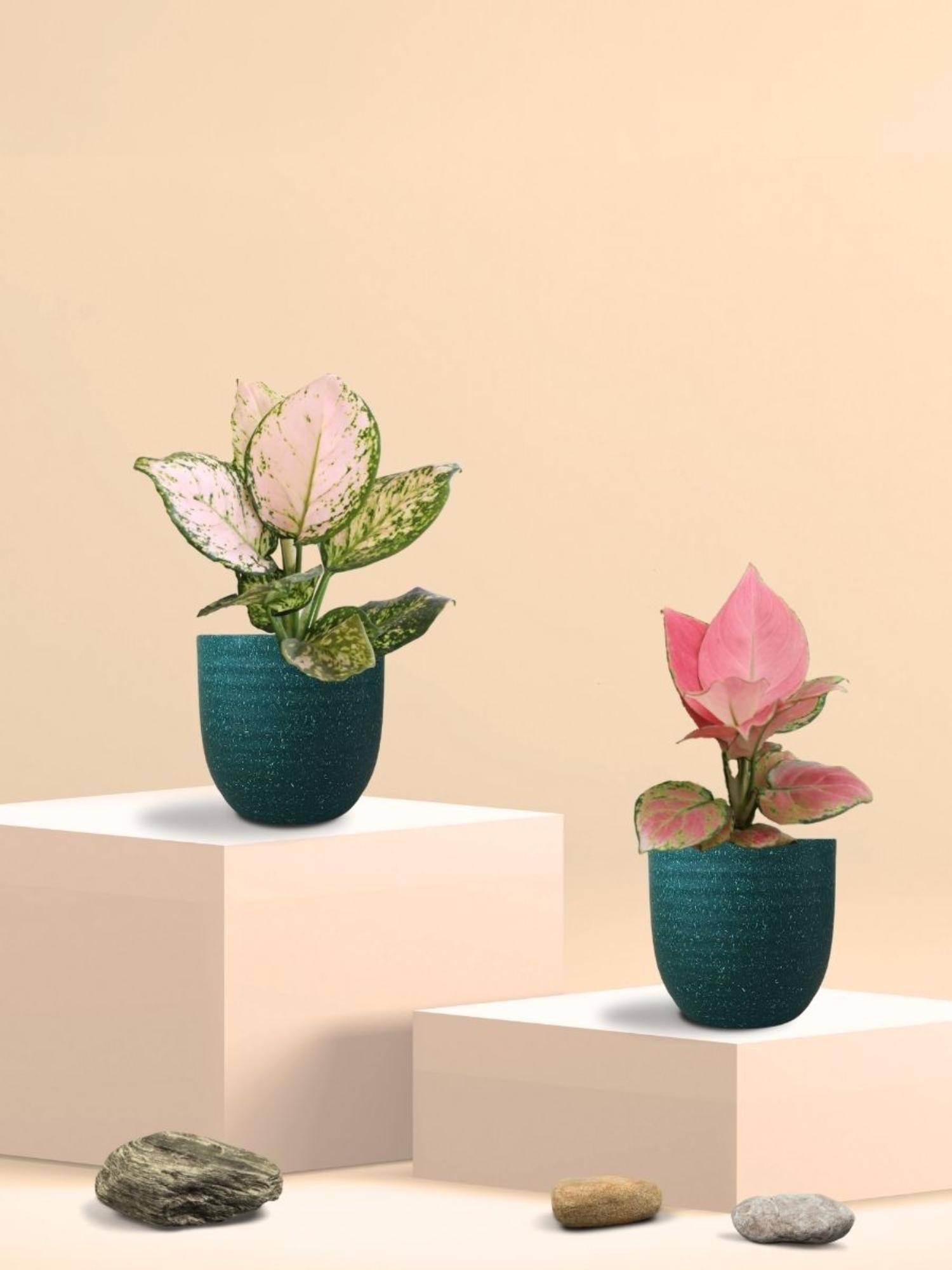 Greenkin Aglaonema Pink and Wishes Plants in Eco Pot (Pack of 2)