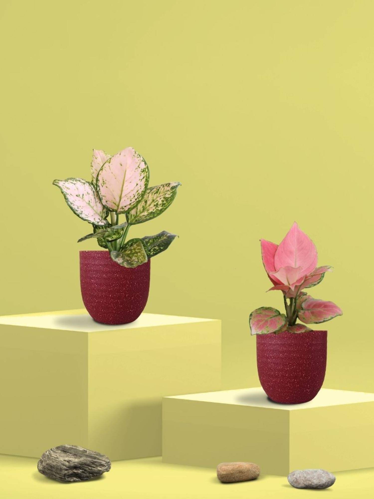 Greenkin Aglaonema Pink and Wishes Plants in Eco Pot (Pack of 2)
