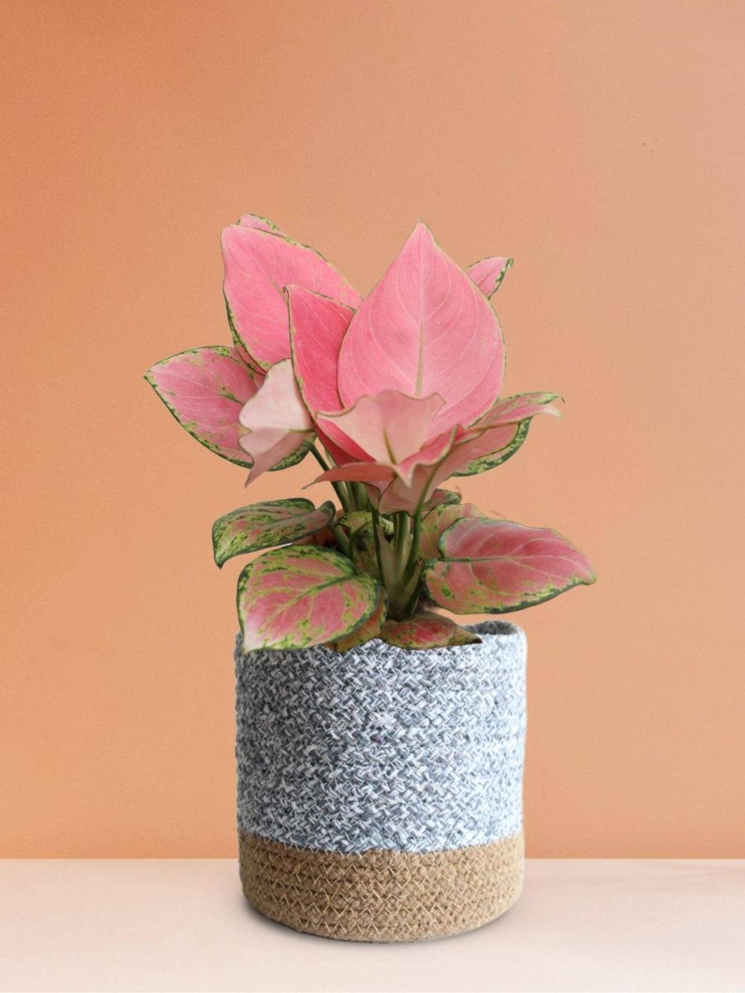 Greenkin Aglaonema Pink Plant In Grey Jute Planter Basket