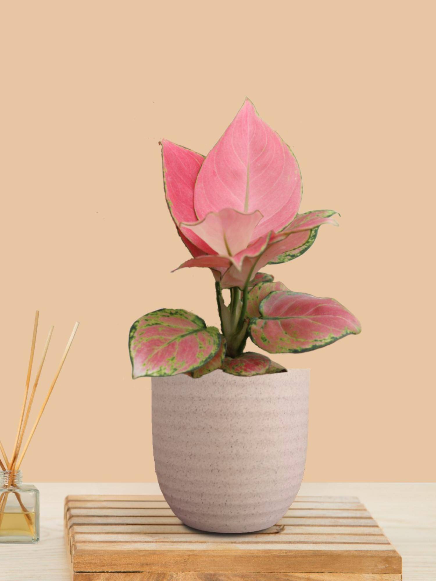Greenkin Aglaonema Pink Live Plant In Cream Decor Pot