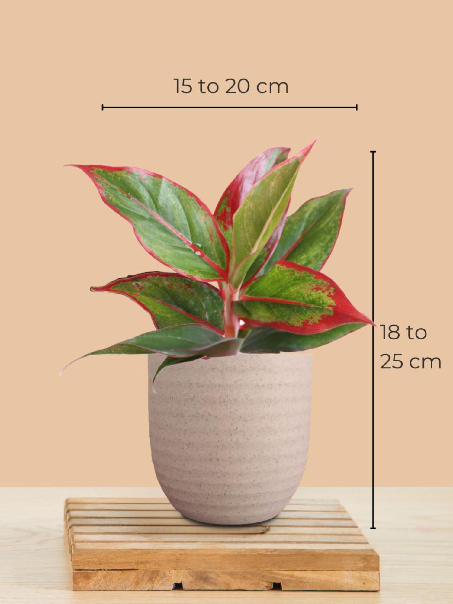 product image2