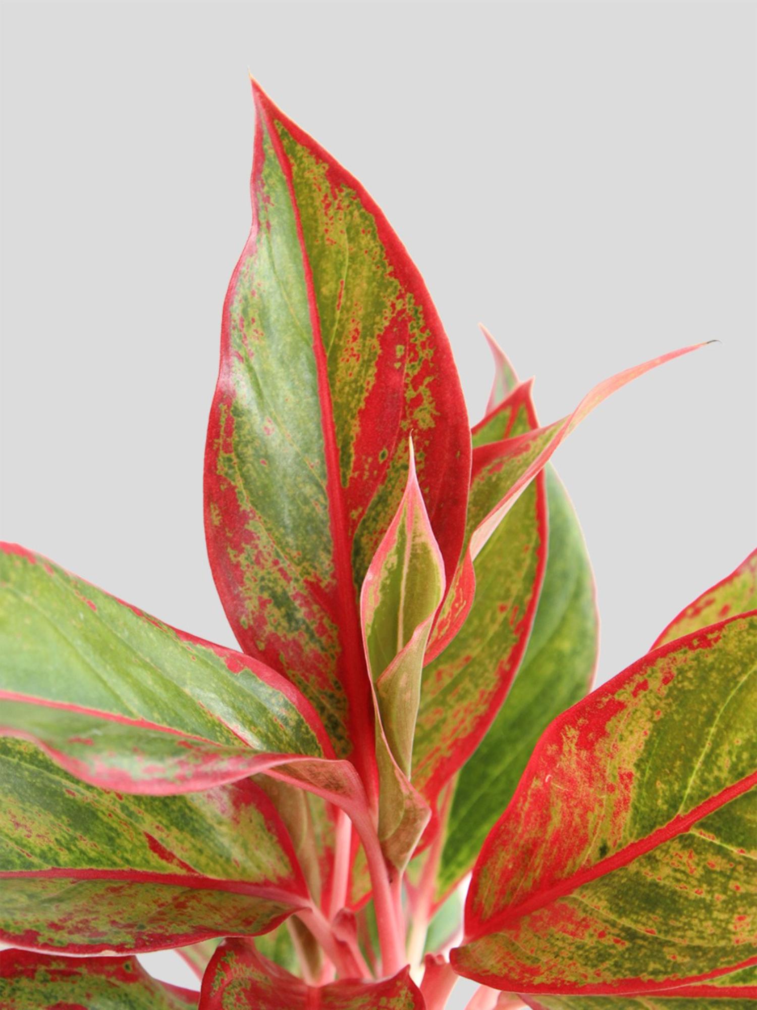 product image4