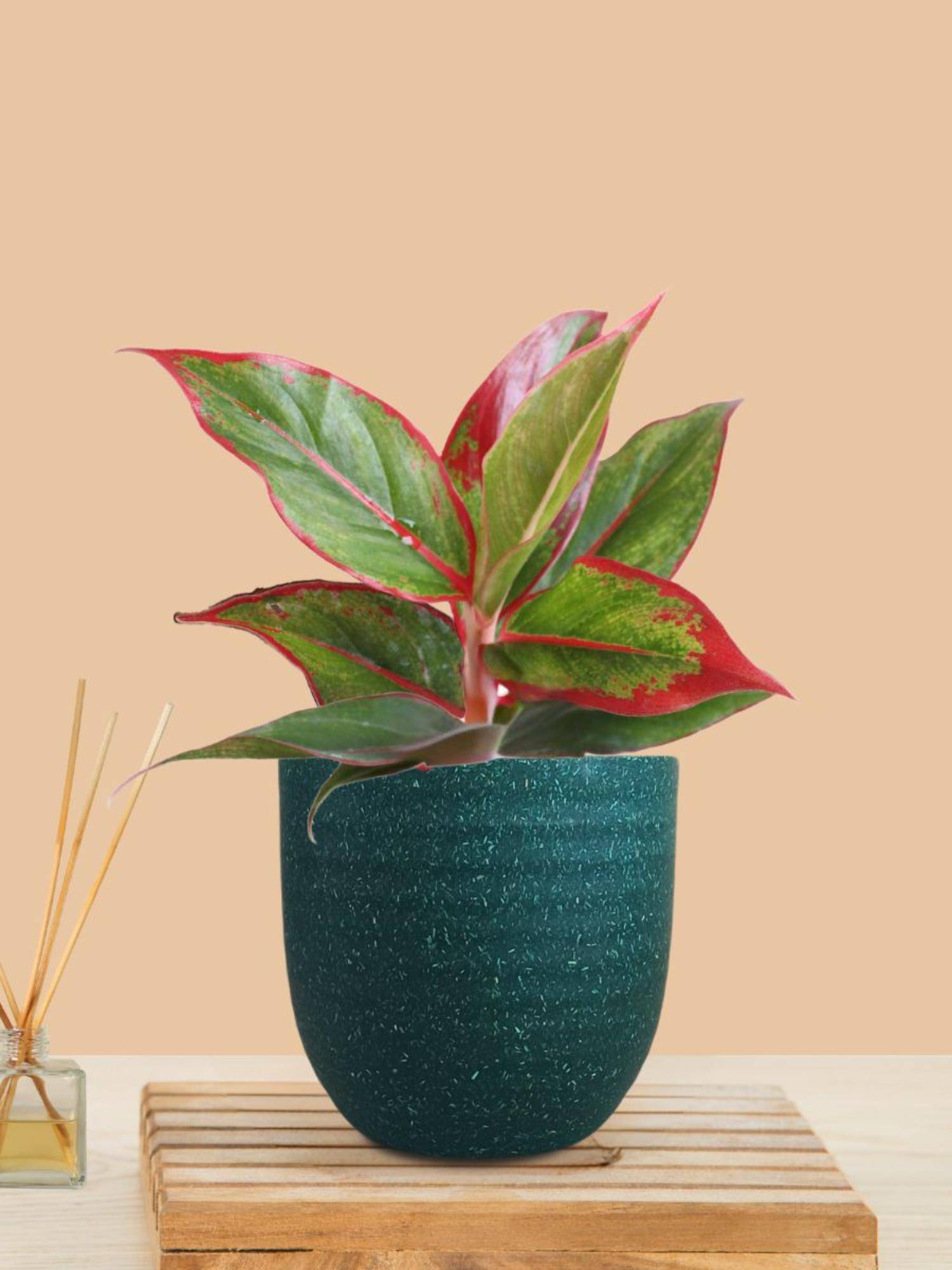 Greenkin Aglaonema Maroon Lipstick Live Plant In Teal Decor Pot