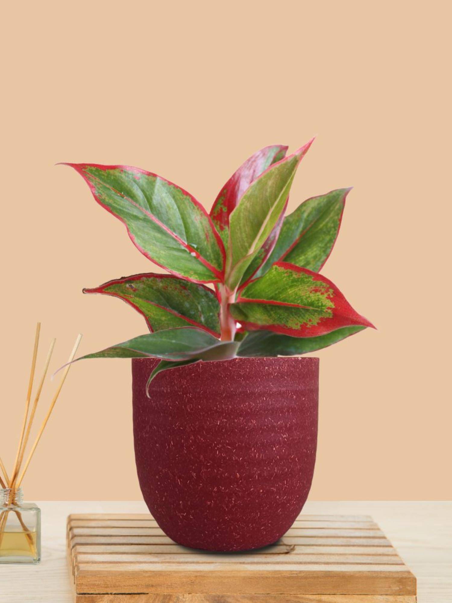 Greenkin Aglaonema Maroon Lipstick Live Plant In Maroon Decor Pot