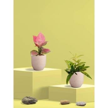 product-image-lens