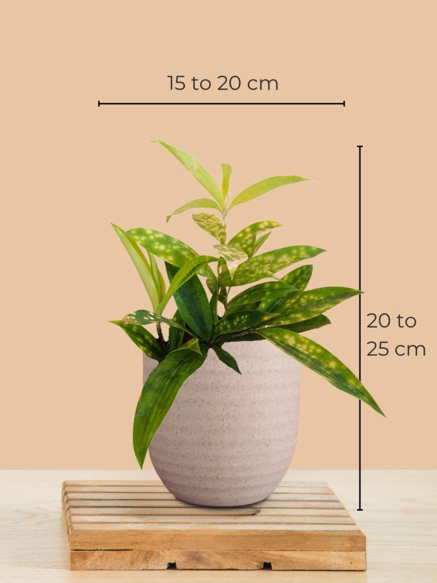 product image4