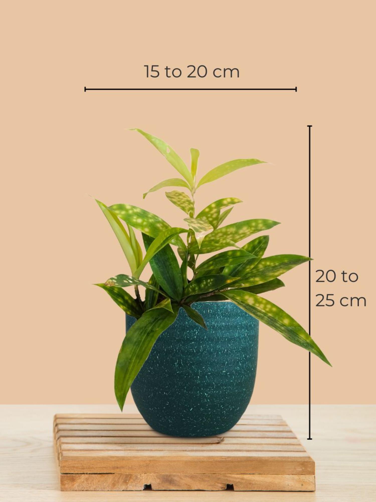 product image4