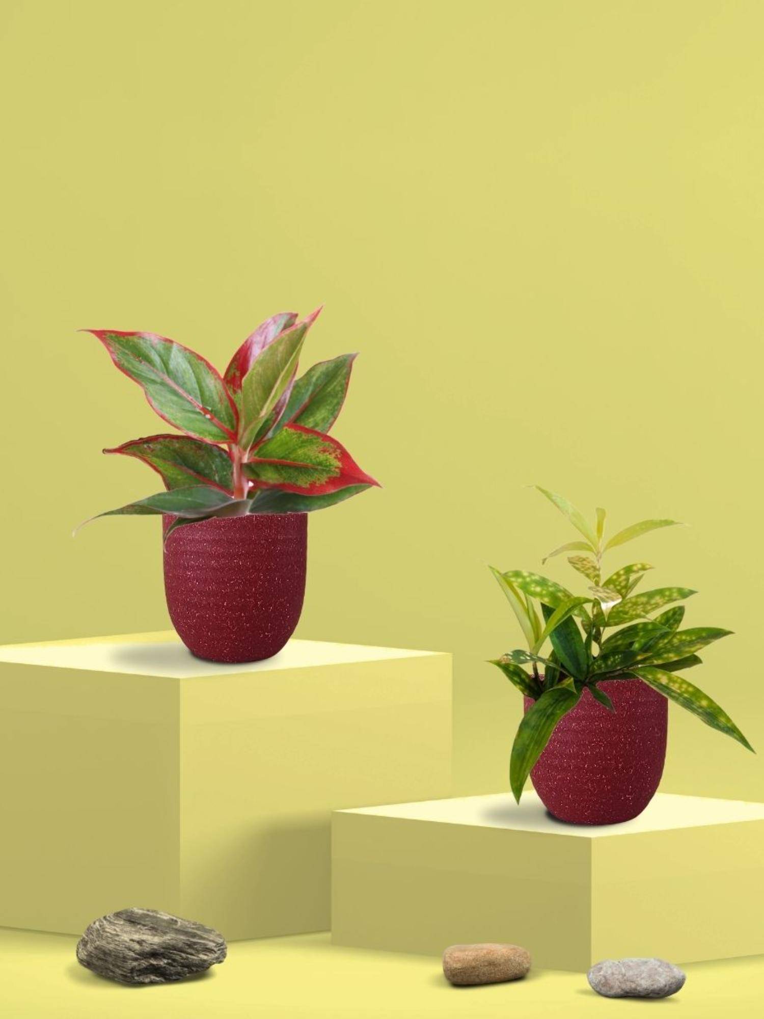 Greenkin Bamboo Gold Dust Plant & Maroon Plant in Eco Pot (Pack of 2)